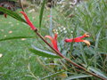 vignette Lobelia laxiflora angustifolia