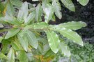 vignette Quercus imbricaria