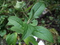 vignette BUDDLEJA macrostachya