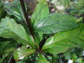 vignette CALLICARPA KWANGTUNGENSIS