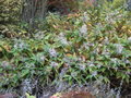 vignette Polygonum polystachym