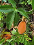 vignette Cornebarrieu - Passiflora caerulea