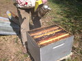 vignette 05 13 - au Nivot, abeilles, ruche