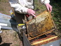 vignette 05 13 - au Nivot, abeilles, cadres de ruche