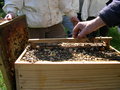 vignette 05 13 - au Nivot, abeilles