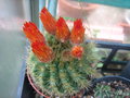 vignette Notocactus penicillata syn. Parodia penicillata