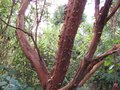 vignette Arbutus andrachnoides  gros plan du tronc