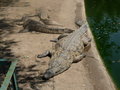 vignette Crocodile du Nil