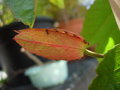 vignette Passiflora vitifolia spales