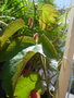 vignette Passiflora vitifolia feuilles