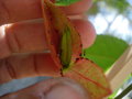 vignette Passiflora vitifolia bouton