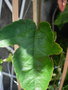 vignette Passiflora vitifolia feuille