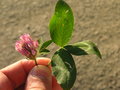 vignette Trifolium pratense -Trfle des prs