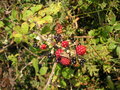 vignette Rubus fruticosus - Ronce