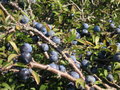 vignette Prunus spinosa - Prunelier