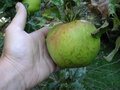 vignette Grosse pomme verte Jeanne LE GARS