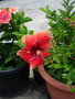 vignette Hibiscus gant hawai