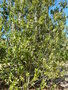 vignette EUCRYPHIA cordifolia