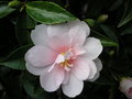 vignette Camellia sasanqua