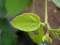 vignette Passiflora miniata feuilles