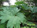 vignette gunnera plant en 2002