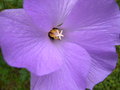 vignette Alyogine huegelii, hibiscus d'Australie