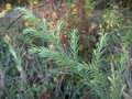 vignette Cryptomeria japonica sinensis