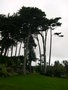 vignette Cupressus macrocarpa, cyprs de Lambert, cyprs de Monterey