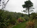 vignette Phormium, jardin Maori