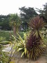 vignette Phormium, jardin Maori