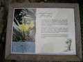 vignette Trithrinax campestris, palmier trident