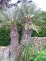 vignette Trithrinax campestris, palmier trident