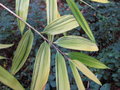 vignette Pseudosasa japonica variegata