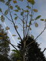 vignette Pterocarya rhoifolia