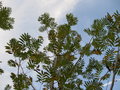 vignette Pterocarya fraxinifolia dumosa