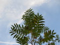 vignette Pterocarya fraxinifolia dumosa