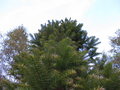 vignette Cunninghamia lanceolata