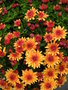 vignette Chrysantheme 'Greg Or'