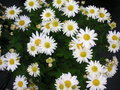 vignette Chrysantheme 'Laurette'