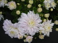 vignette Chrysanthme 'Marie-Jeanne'