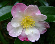 vignette Camlia ' Rainbow ' camellia sasanqua odorant