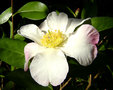 vignette Camlia ' Rainbow ' camellia sasanqua odorant