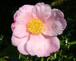 vignette Camlia ' Plantation pink ' Camellia sasanqua