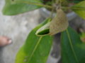 vignette Feuille magnolia