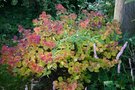 vignette Spiraea betulifolia var. aemilifolia en automne