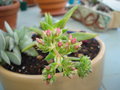 vignette Crassula Exilis ssp Schmidtii fleurs