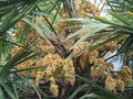 vignette trachycarpus sp. 