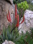 vignette Aloe reitzii, fleur rouge