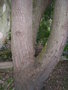 vignette Eucalyptus nicholii, tronc