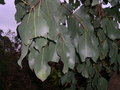 vignette Eucalyptus ovata var. ovata